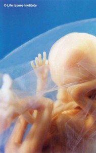 Life Before Birth
