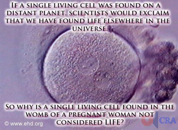 single cell life